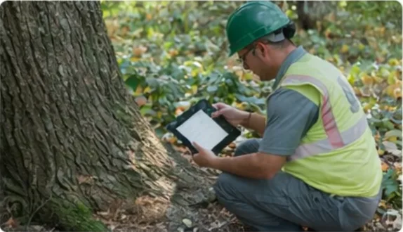 Tree health diagnostics for pests and decline.