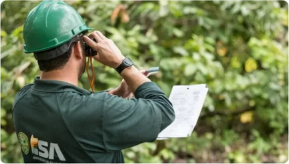 Tree risk assessment conversation and evaluation.